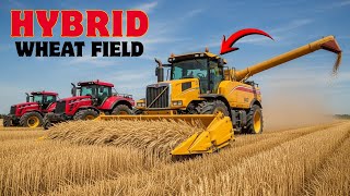 How Wheat Is Grown at Scale: Complete Seed-to-Harvest Process of USA Hybrid Farm