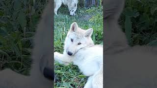 Arctic wolf, beautiful eyes! #wolf #Arctic #puppy