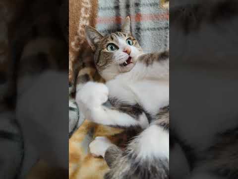 猫です。- Cats Ohagi - #Shorts