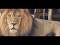 ЛЕВ ТИГРАН ОТДЫХАЕТ, А МЫ ИМ ЛЮБУЕМСЯ. lion Tigran #lions #лев