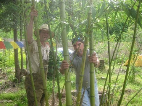 Vídeo: Você pode cultivar bambu no Canadá?