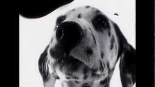 102 Dalmatians - Digga Digga Dog