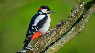 Bird sounds – Great spotted woodpecker drumming