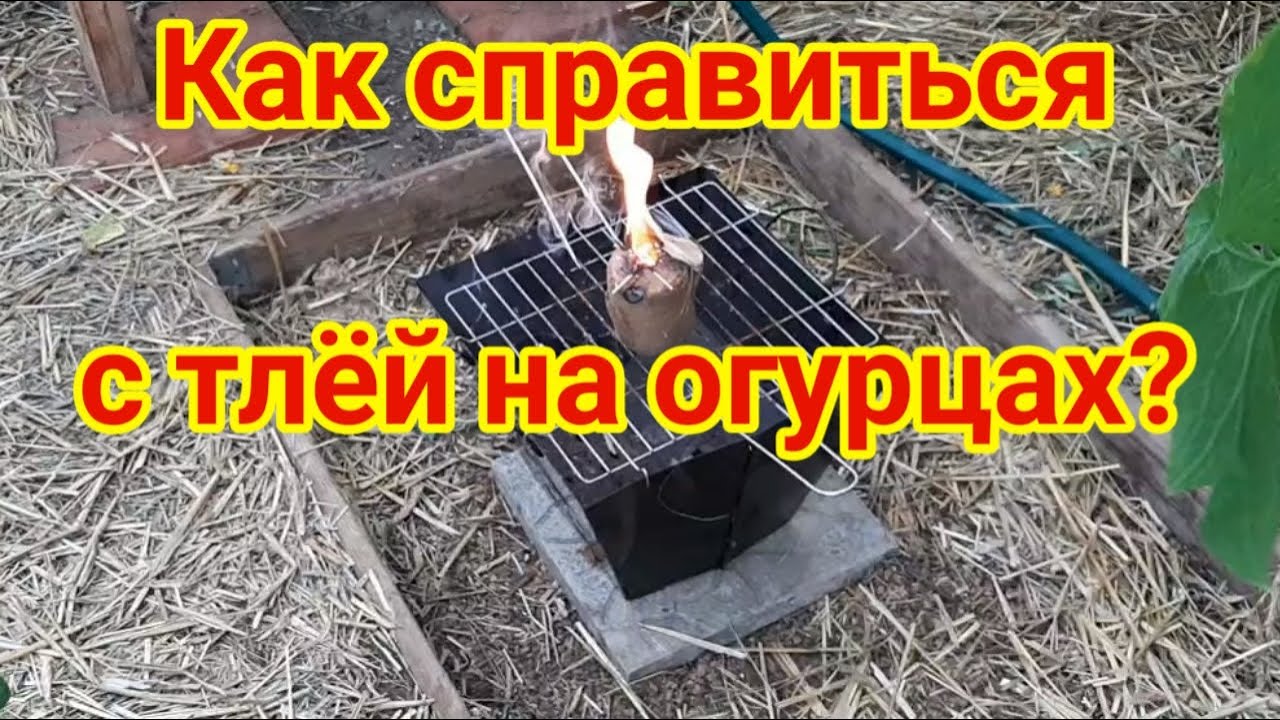 Как справиться с тлей на огурцах