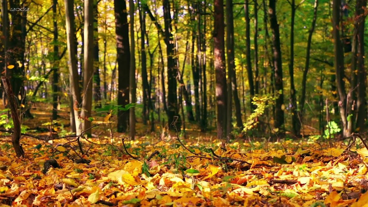 Peaceful Piano Music