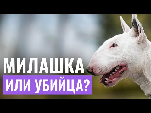 😱Собаки-УБИЙЦЫ! Разоблачение стереотипов о БУЛЬТЕРЬЕРАХ!