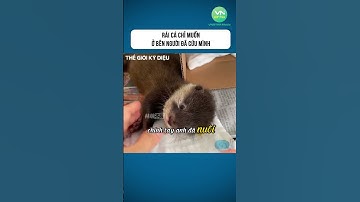 Rái Cá Chỉ Muốn Ở Bên Người Đã Cứu Mình #shorts #khamphathegioikydieu