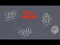 What is amoeba