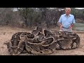 Attenborough: Fully Grown Python Eating a Deer | Life in Cold Blood | BBC Studios