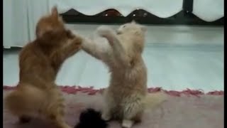 Fight fight! by Youtuber Cats 95 views 1 year ago 1 minute, 2 seconds