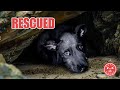 Tiny puppy rescued from cave  full transformation