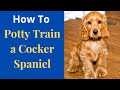 How to easily Potty Train Cocker Spaniels? Easy yet Effective method