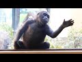 諦めたと油断させて最後の一撃！小さな虫と戦う子ゴリラ⭐️Gorilla【京都市動物園】Kintaro attacked insects again by pretending to give up