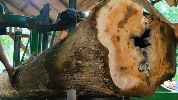 Unexpected surprise while sawing teak logs at the sawmill