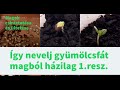 Így növelj magból gyümölcsfát házilag 1 rész.