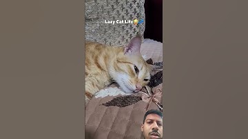 Lazy cat life #cat #funny #petlover #cutecat #cutecats #catshorts #cats #petsunited #funnycat