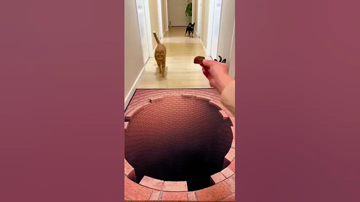 Who’s Smarter ? 🤣 Optical Illusion Rug Confuses Dog but NOT the Cat!