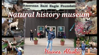 American Bald Eagle Foundation and Natural history Museum, Haines, Alaska