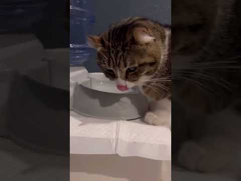 【お水をください！】喉がカラカラになってしまった猫の動きが可愛い #shorts