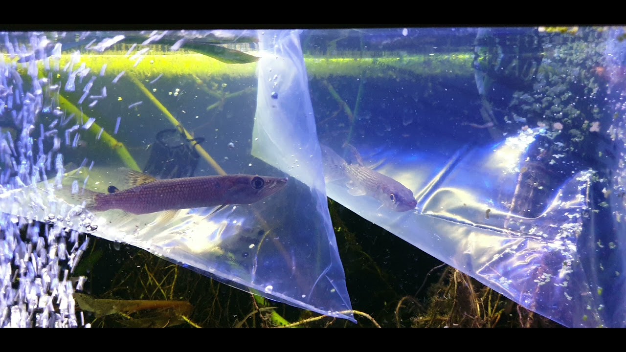 African pike characins - Hepsetus odoe