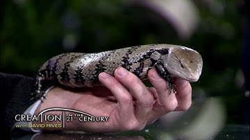 Creation in the 21st Century: Underappreciated Creatures Promo