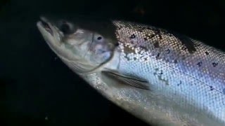 Salmon Fishing Ireland 2016.