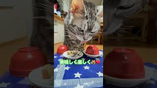 通常どっち今朝も速攻で正解です #猫のいる暮らし #元気になる動画 #cat #元気お届け #猫好きさんと繋がりたい