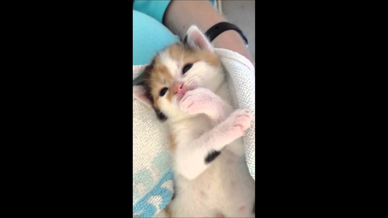 Kitten sucking her paw YouTube