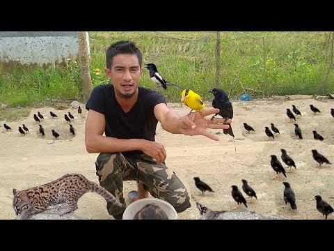 Video: Pelatuk hitam - salah satu penjaga hutan