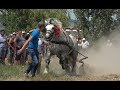 Concurs cu cai de tractiune Osorhei-Sacadat-Ineu de Cris, Bihor 20 Iulie 2019