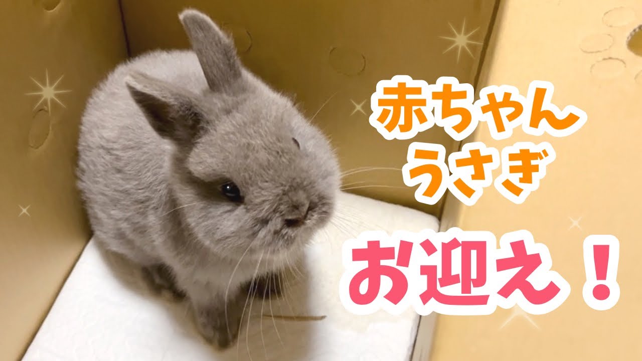 うさぎのはなちゃんねる - YouTube