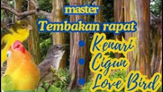 kompilasi suara burung kenari cigun lovebird ngekek tembakan durasi panjang #kicaumaniaindonesia