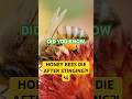 Why Do Bees Die After Stinging You? #bees #wildlife