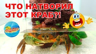видео: Заселили радужного краба в новый аквариум. Что-то пошло не так! картинка: Заселили радужного краба в новый аквариум. Что-то пошло не так!