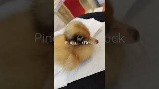 Pingu The Duck