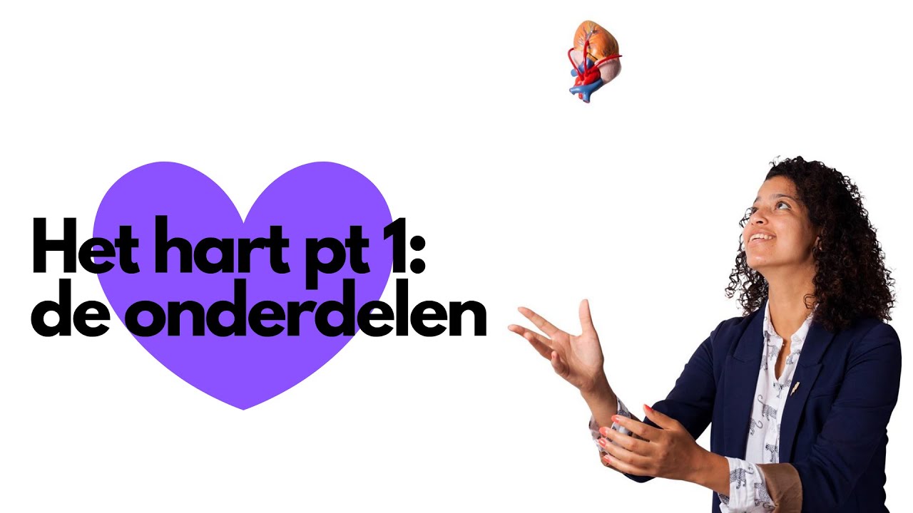 De bouw van het hart (VMBO, HAVO en VWO) YouTube De bouw van het hart (VMBO, HAVO en VWO) YouTube