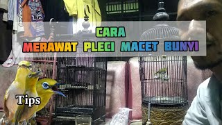 Cara merawat pleci macet bunyi agar gacor kembali