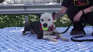 Chase Mt Vernon Animal Shelter dog