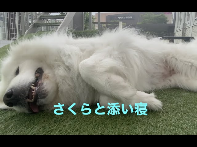 グレートピレニーズと添い寝をしてみた　