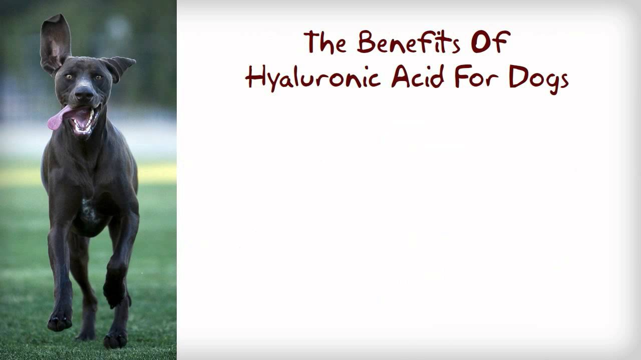 Hyaluronic Acid For Dog Essential Ingredients in Best Dog Joint