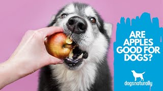 4 Reasons Apples Are Good For Dogs