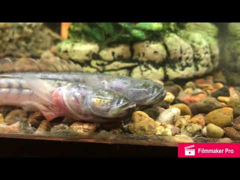 Video: Violet Goby (Dragonfish) Bakımı Nasıl Yapılır