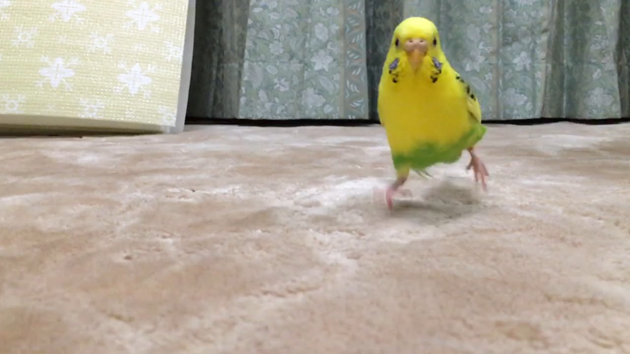 インコの可愛いしぐさベスト10 動画や画像で癒されて下さい