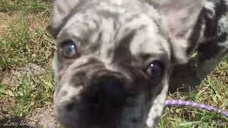 French Bulldog Puppy and Her First Slice of String Cheese by Love Wags A Tail 74 views 10 months ago 1 minute, 41 seconds