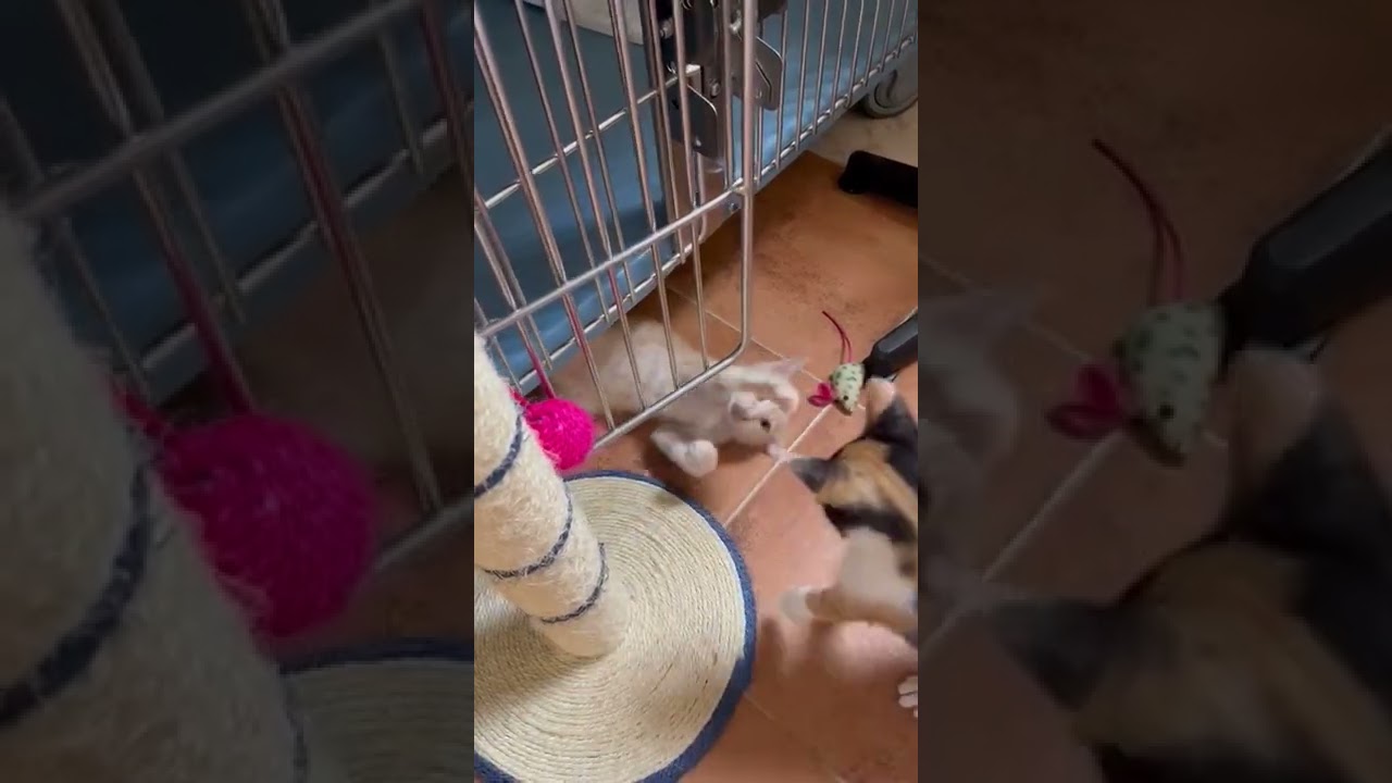 21 06 2022 Cipria e Linette