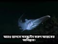 🦈 গবলিন শার্ক: গভীর সমুদ্রের সবচেয়ে ভয়ঙ্কর রহস্য! | Goblin Shark Mystery