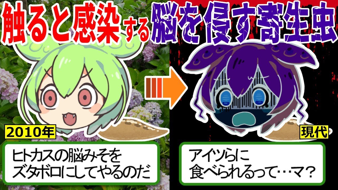 ナメクジに触るだけで感染！？脳を侵す寄生虫【ずんだもん ゆっくり解説　ナメクジ　広東住血線虫】