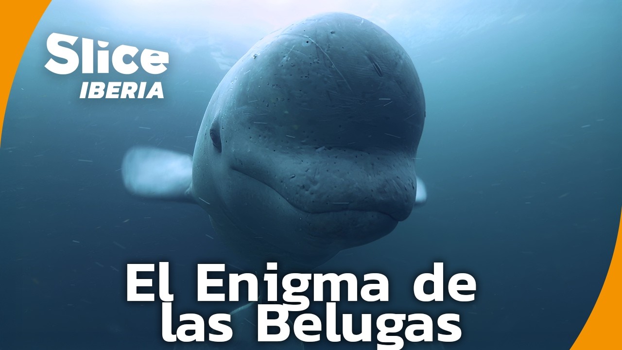 ¿Por qué están desapareciendo las belugas? | SLICE Iberia | DOCUMENTAL COMPLETO