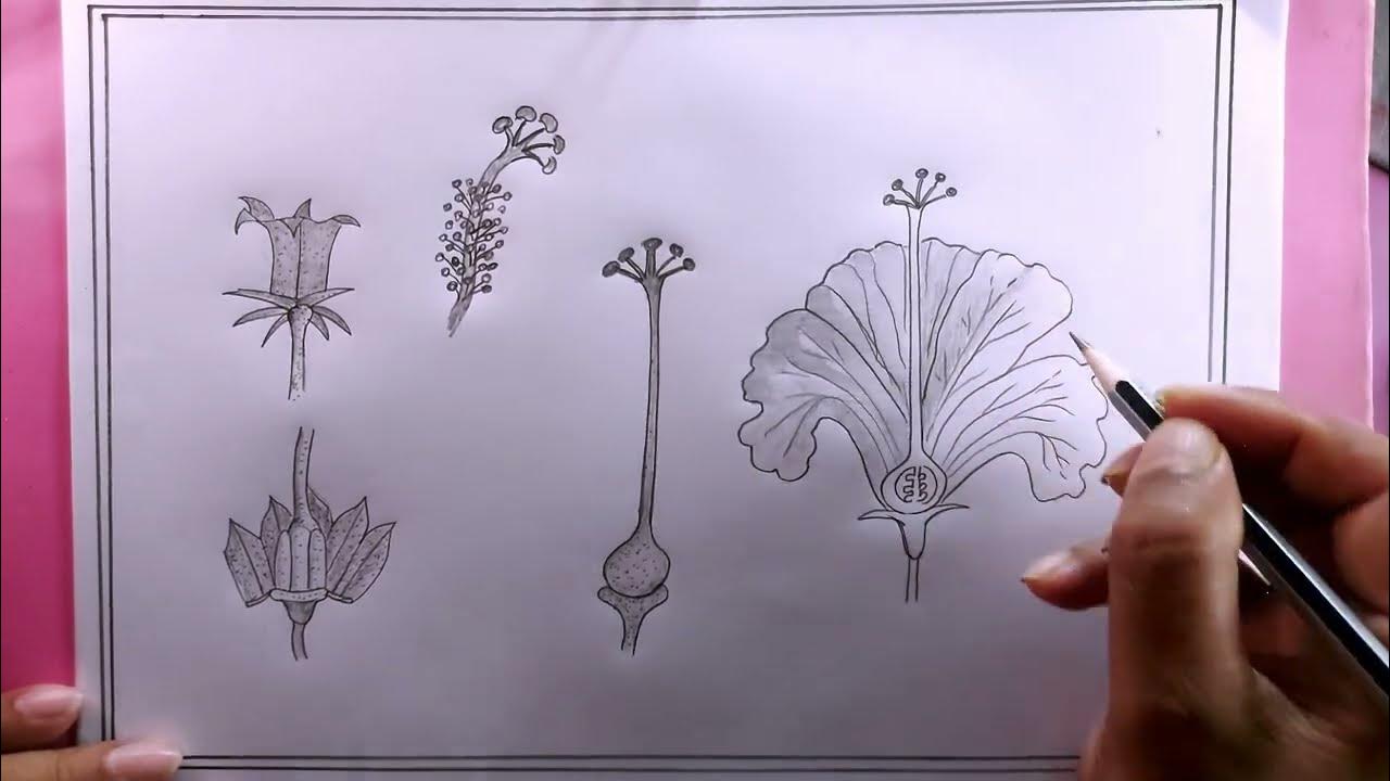 how to draw parts of china rose step by step - YouTube