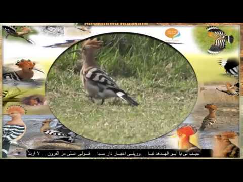 أبو الهـدهـد جيــب لي يا أبــو الهــدهد نبــأ